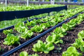 FarmConnect Web App Image